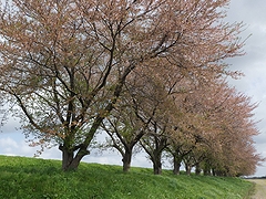 「万本桜植樹帯」の画像1