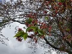 「万本桜植樹帯」の画像2