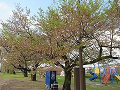 「河川緑地たちばな公園」の画像1