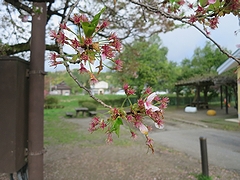 「河川緑地たちばな公園」の画像2