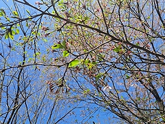 「日本海夕日の森」の画像2
