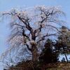 「栗山沢しだれ桜」の画像