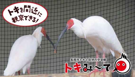 「トキと自然の学習館」の画像1