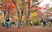 記事「ピークはこれから!屈指の紅葉スポットもみじ園」の画像