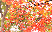 記事「見頃はこれから!紅葉スポットもみじ園」の画像