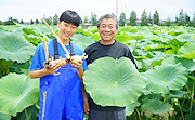 記事「大口れんこんの魅力をふるさと納税で!」の画像