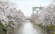 記事「桜、もうすぐ見頃？」の画像