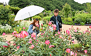 記事「豊かな香りに包まれて　丘陵公園でばらまつり開催♪」の画像