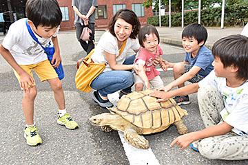 「寺泊水族博物館からはケヅメリクガメが」の画像