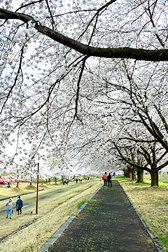「越路河川公園」の画像2