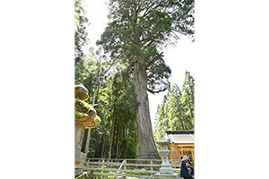 美しい一本立ちの姿は圧巻 蓮花寺の大杉の画像