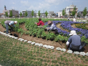 「デルフィニュームを植えました」の画像